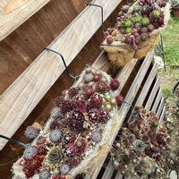 センペルビウム,多肉植物,ガーデニング,センペル寄せ植えの画像