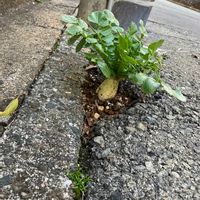 大根,ガーデニング,種から,自家製野菜,家庭菜園の画像