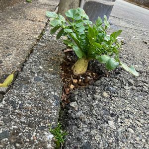 大根,ガーデニング,種から,自家製野菜,家庭菜園の画像