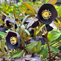 クリスマスローズ,花壇,ガーデニング,小さな庭の画像