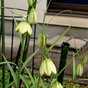 職場,花のある暮らし,植中毒,家の周り,森のがっこうの画像