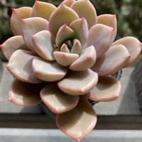 ピンクプリティ,紅葉する多肉,多肉植物のある暮らしの画像