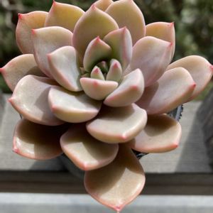 ピンクプリティ,紅葉する多肉,多肉植物のある暮らしの画像