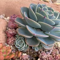 多肉植物,多肉地植え,植物好き,タニラー,多肉女子の画像