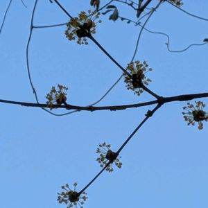 花のある暮らし,植中毒,家の周り,森のがっこう,蕊好きの画像