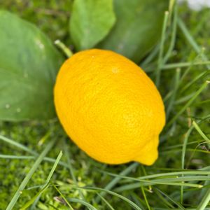 クリスマスローズ,レモン,ヒスパニクム,ボールオブファット,セダム属の画像