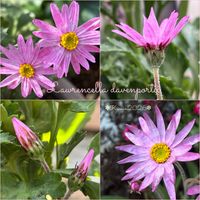 ローレンセラ,寄せ植え,花のある暮らし,富山支部,ラブリー♡加速中の画像