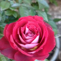 鉢植え,ガーデニング,散策,植え込み,健康キープの画像