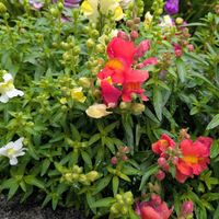 ビオラ,金魚草,可愛いお花達,世界に平和を,いつもありがとう(^-^)の画像