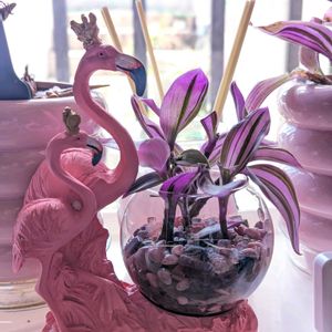 トラディスカンティア･ナヌーク,窓辺の画像