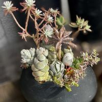 玉稚児,グリセウム,多肉植物,多肉寄せ植え,多肉植物のある暮らしの画像