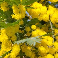 サクラ,シレネ,ネモフィラ,ギンヨウアカシア,ギンヨウアカシアプルプレアの画像