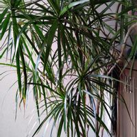 ドラセナ・コンシンネの画像