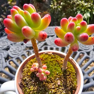 多肉植物,放置栽培,チーム愛知,チーム宮崎の画像