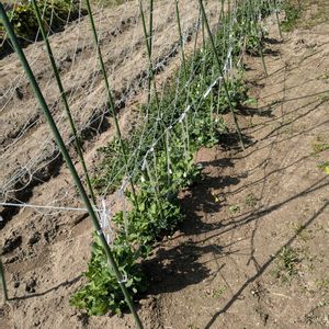 家庭菜園奮闘日記,畑の画像