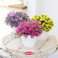 カリブラコア,カリブラコア ふわリッチ,カリブラコア ふわリッチ,ガーデニング,お庭の画像