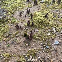 コルチカム,GS9年生,庭の画像