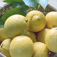 レモン,平和に感謝,家庭菜園の画像