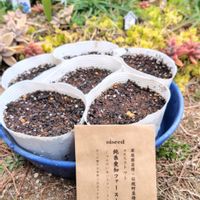 甘露まくわうり,純系愛知ファースト,グリーンのある暮らし,野菜作り,お花のある暮らしの画像