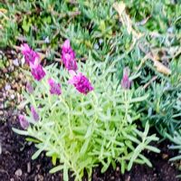 フレンチラベンダー,フレンチラベンダー,マリ-ゴールドの画像