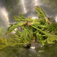 たらの芽,私のグリーンガーデン,私のグリーンガーデン収穫物,家庭菜園の画像