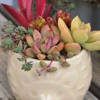 黄麗,黄麗,ブロウメアナ,ブロウメアナ,虹の玉の画像