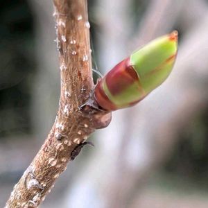 イロハモミジ,マルバノキ,丸葉の木,源平シモツケ,いろはもみじの画像