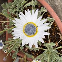 ガザニアの画像