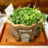 グリーンネックレス,夕映えの画像