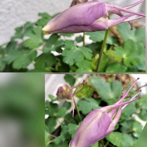 オダマキ,クロッカス,ムスカリ,青い花マニア,チーム・ブルーの画像