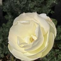 バラ,レモン,つぼみ！！,リビングストーンデージー,私の庭の画像