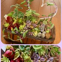 キュウリグサ,スノーフレーク,ルビーネックレス,火祭り,オステオスペルマムの画像