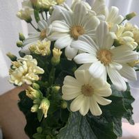 サイネリア,可愛い,和む,いただきもの,ありがとう❤️の画像