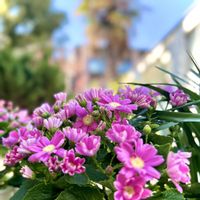 サイネリア,サイネリア,はるが来た！,ピンク❤︎ピンク,ユーミンつながりの画像