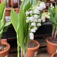 スズラン,遠征,ホムパトの画像