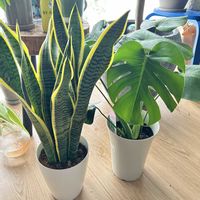 サンスベリア,モンステラ,サンスベリア・ローレンティ,リビング・ダイニングの画像