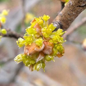 ダンコウバイ,檀香梅,雑草,山野草,野草の画像
