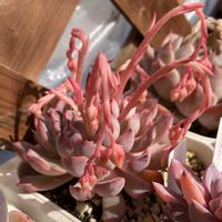 ザラゴーサエッジ,エケベリア キセス,寄せ植え,多肉植物,多肉寄せ植えの画像