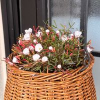 オキザリス,オキザリス・バーシカラーの画像