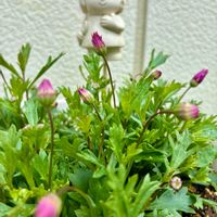 ブラキカム,ブラキカム ブラスコバイオレット,ガーデニング初心者,ハクサン,ここにしか咲かない花の画像