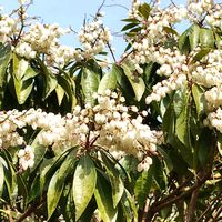 アセビ,春の花,馬酔木,白い花,実家の庭の画像
