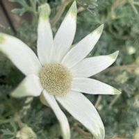 フランネルフラワーの画像