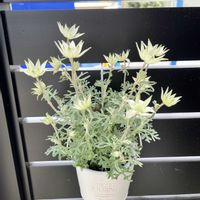 フランネルフラワー リトルエンジェル,オージー好き,オージー・プランツ,玄関アプローチの画像