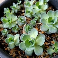 子持ち蓮華,こもちれんげ,多肉植物,#子持ち蓮華 ,蓮華ちゃんの画像
