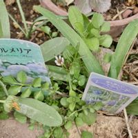 春の花,タネツケバナ,花のある暮らし,GSに感謝。,平和を願う☆の画像