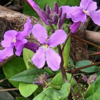 ムラサキハナナの画像