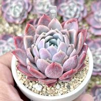 セプテンバー  モーン,成長記録 セプテンバー モーン,神奈川タニラー,多肉男子,錦玉園苗の画像