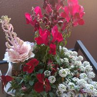 ビオラ,金魚草,葉牡丹（はぼたん）,白　アリッサ厶の画像