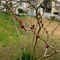 ハナズオウ,ヒュウガミズキ,レモン,ご近所,通勤途中の画像