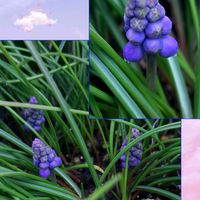 エリシマム,ムスカリ,クモマグサ,ニオイアラセイトウ,繋がりに感謝✨の画像